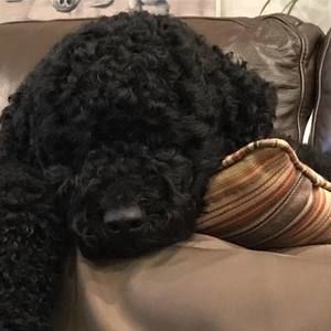 Meet your Posher, Bill